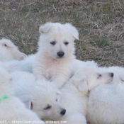 Photo de Berger blanc suisse