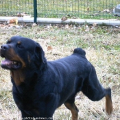 Photo de Rottweiler