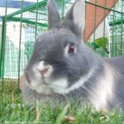 Photo de Lapin