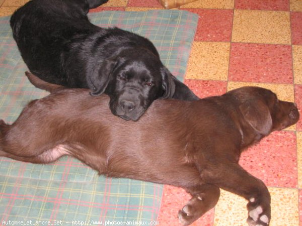 Photo de Labrador retriever