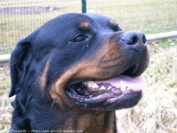 Photo de Rottweiler