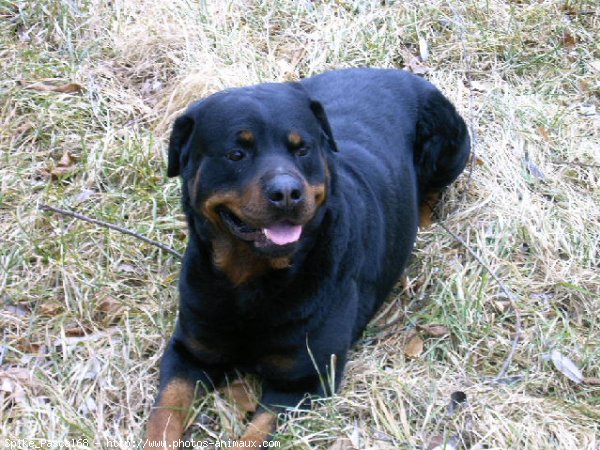 Photo de Rottweiler