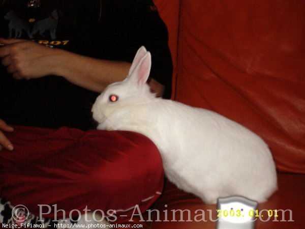 Photo de Lapin