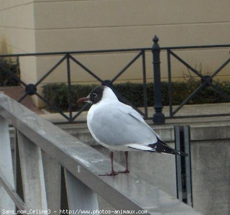 Photo de Mouette