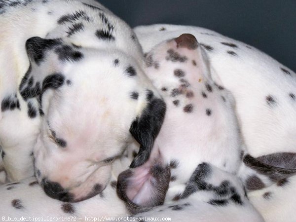 Photo de Dalmatien