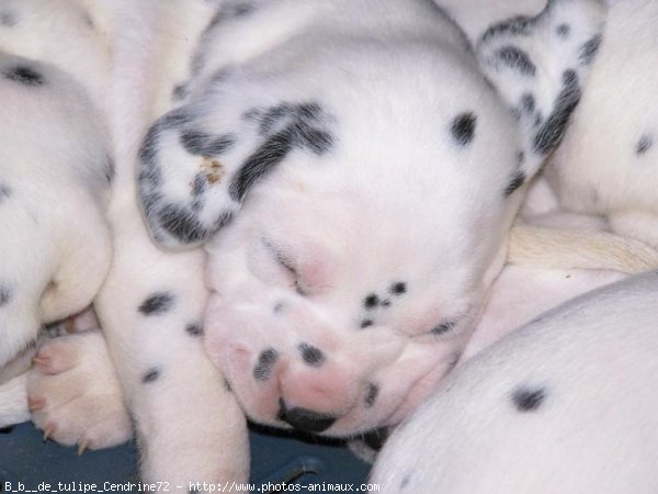 Photo de Dalmatien