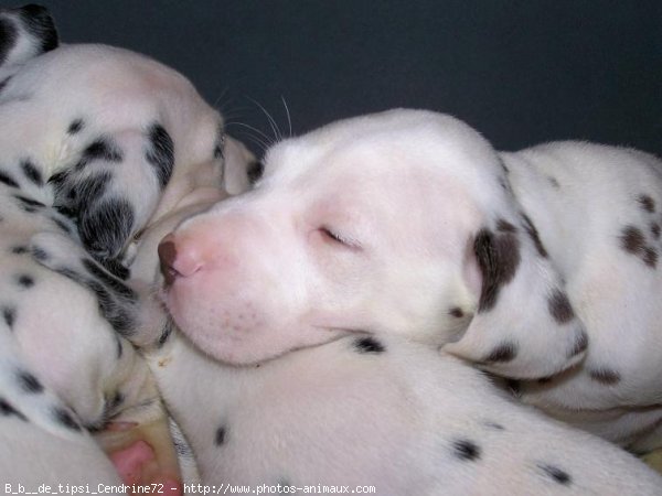 Photo de Dalmatien