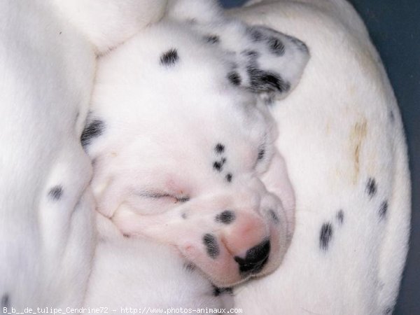 Photo de Dalmatien