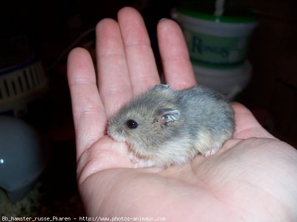 Photo de Hamster