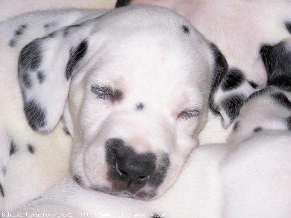 Photo de Dalmatien