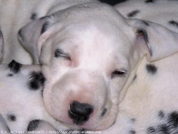 Photo de Dalmatien