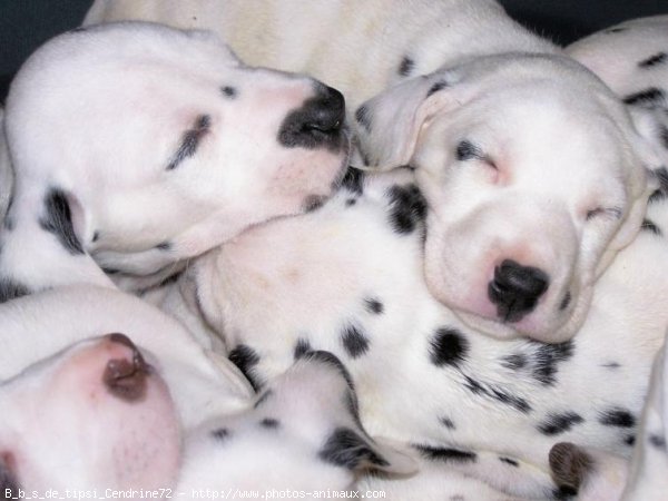 Photo de Dalmatien