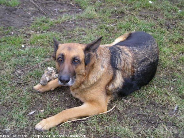 Photo de Berger allemand  poil court