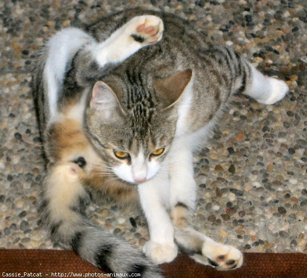 Photo de Chat domestique