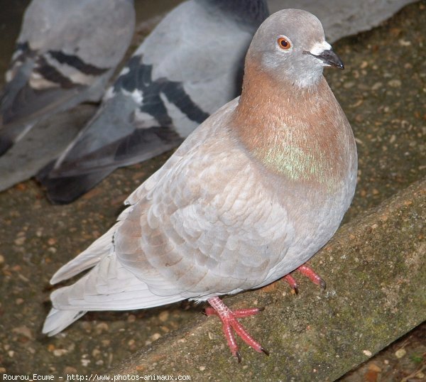 Photo de Pigeon