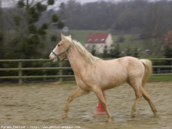 Photo de Palomino