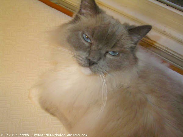 Photo de Ragdoll