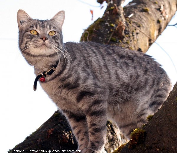 Photo de Chat domestique