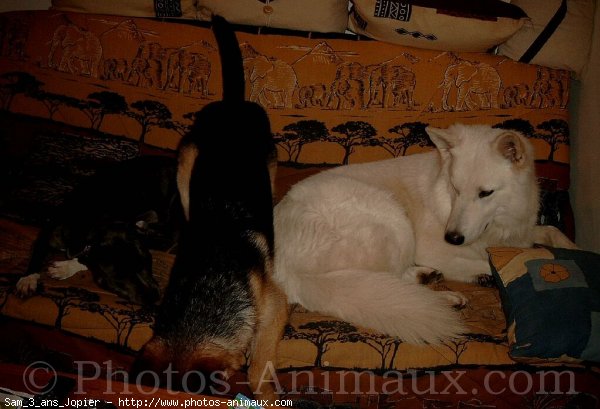 Photo de Berger blanc suisse