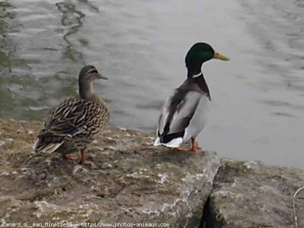 Photo de Canard