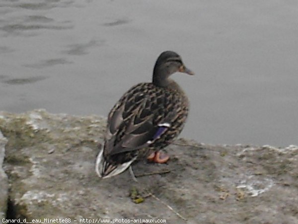 Photo de Canard