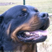 Photo de Rottweiler