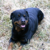 Photo de Rottweiler