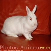 Photo de Lapin