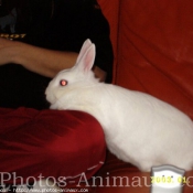 Photo de Lapin