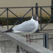 Photo de Mouette