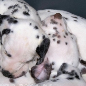 Photo de Dalmatien