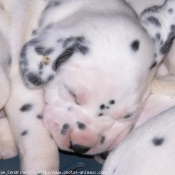 Photo de Dalmatien