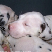 Photo de Dalmatien