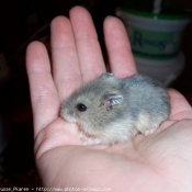 Photo de Hamster