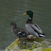 Photo de Canard