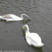 Photo de Cygne