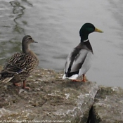 Photo de Canard