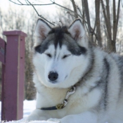 Photo de Husky siberien