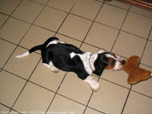 Photo de Basset hound