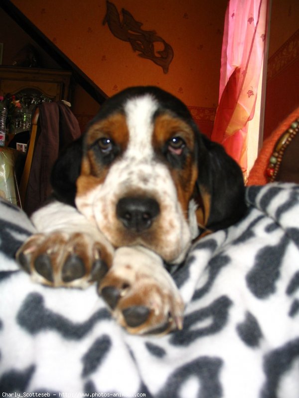 Photo de Basset hound