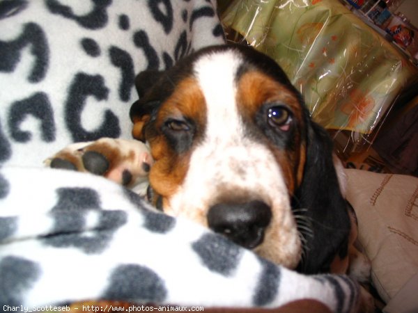 Photo de Basset hound