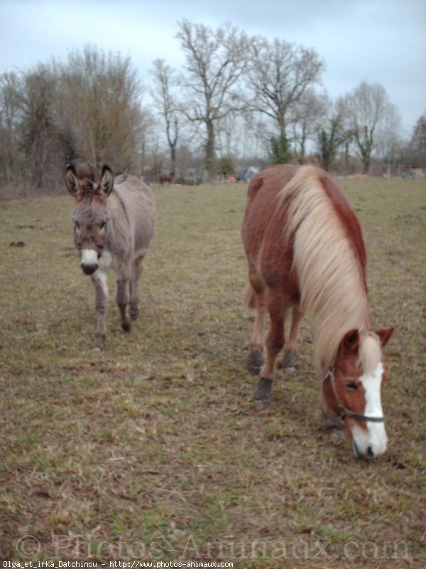 Photo de Races diffrentes