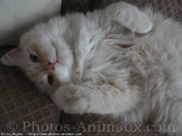 Photo de Ragdoll