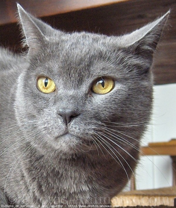 Photo de Chartreux