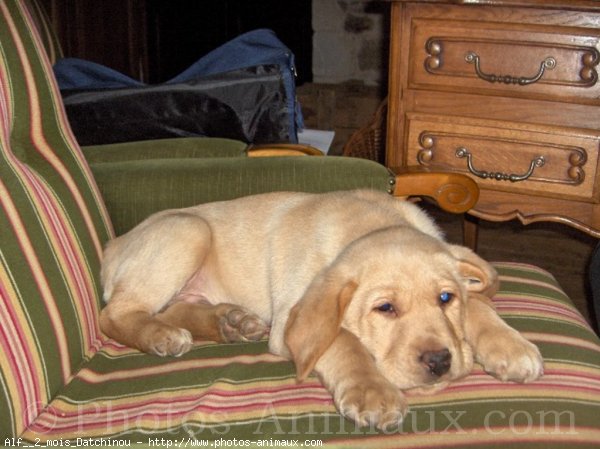 Photo de Labrador retriever