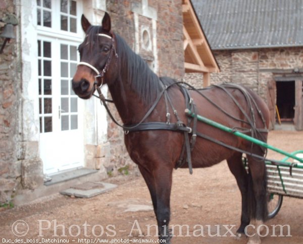 Photo de Trotteur franais