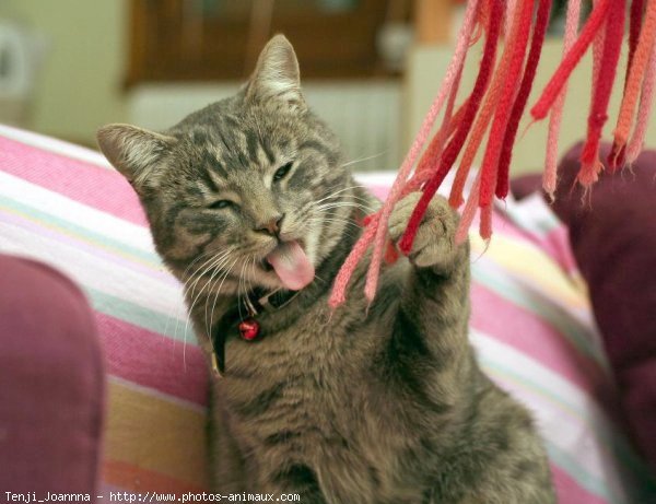 Photo de Chat domestique