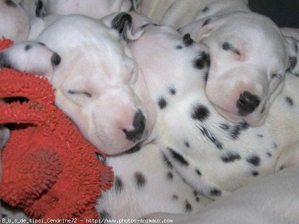 Photo de Dalmatien