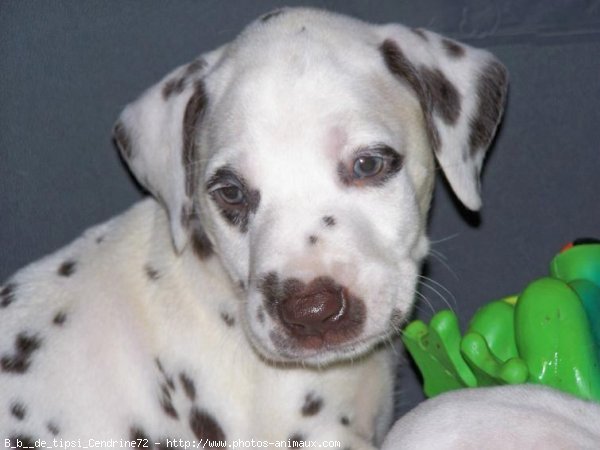 Photo de Dalmatien