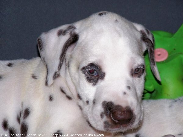 Photo de Dalmatien